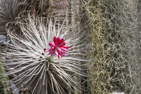 Cactus fiore view foglia giardino Foto d'archivio © Bertl123
