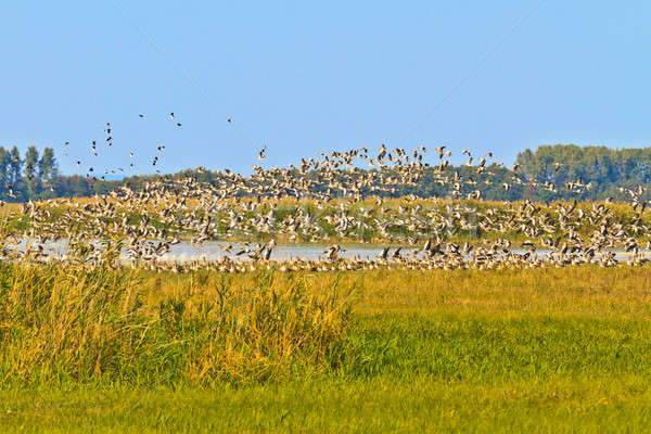 Geese migrating south against blue sky Stock photo © Bertl123