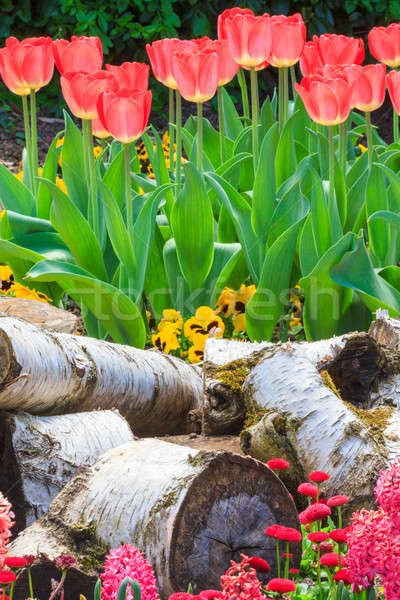 świeże czerwony tulipany parku wiosną krajobraz Zdjęcia stock © Bertl123