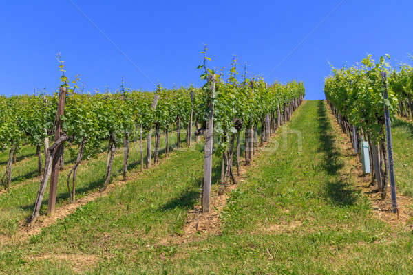 Styrian Tuscany Vineyard near Leutschach, Styria, Austria  Stock photo © Bertl123