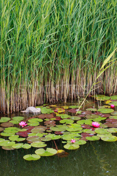 Water lilies and reed Stock photo © Bertl123