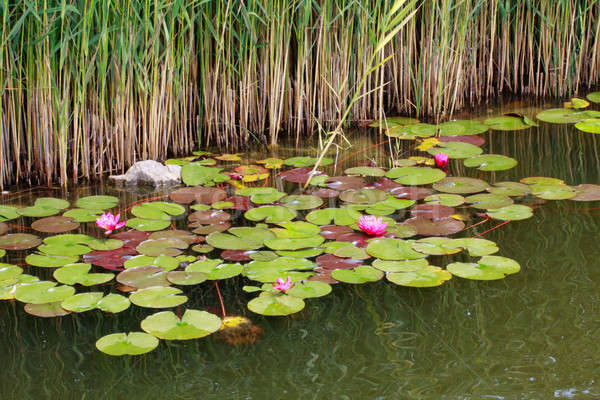 Water lilies and reed Stock photo © Bertl123