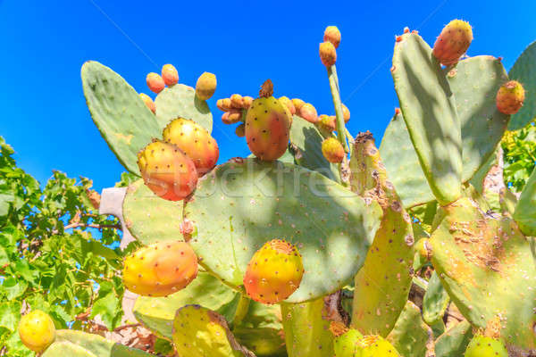 Beautiful close up of cactus plant with blue sky Stock photo © Bertl123