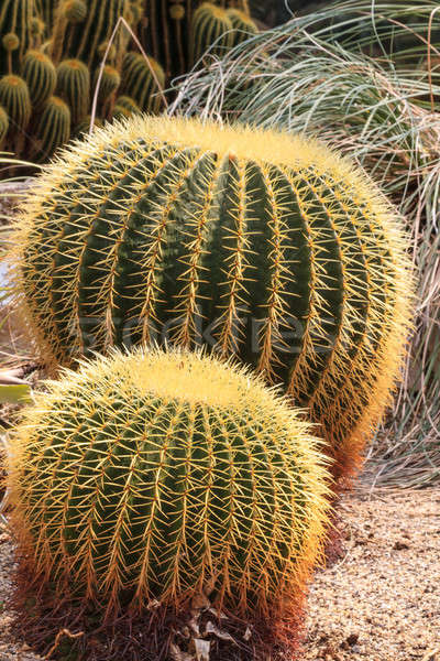 Cactus Plant Stock photo © Bertl123