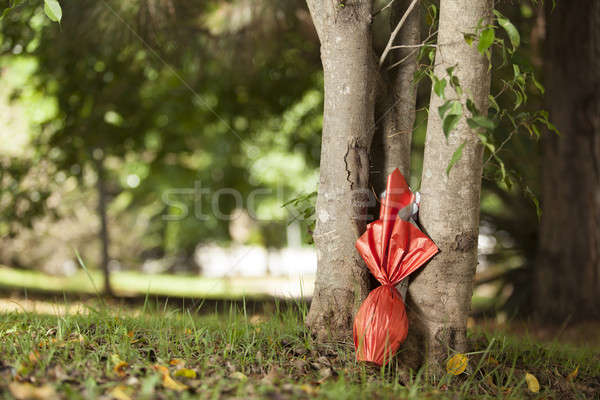 Ovos ovo vermelho papel árvore grama Foto stock © betochagas