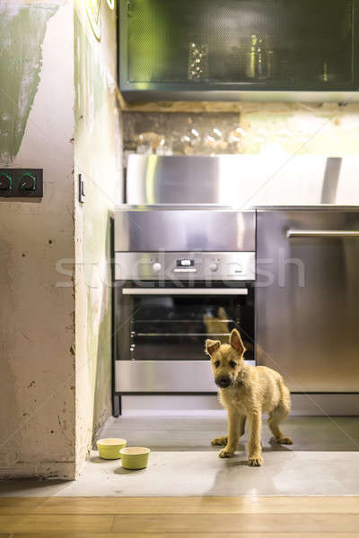 Stock photo: Puppy in kitchen in loft style