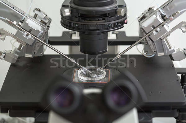 Laboratorium microscoop schotel procede vrouwelijke ei Stockfoto © bezikus