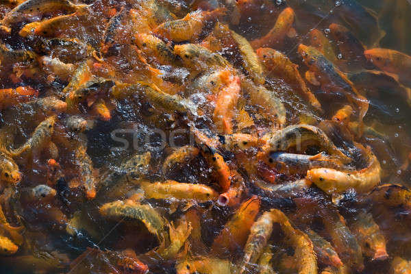 Koi Fishes Stock photo © bezikus