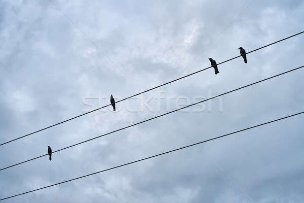 Black birds sitting on electric cable Stock photo © bezikus