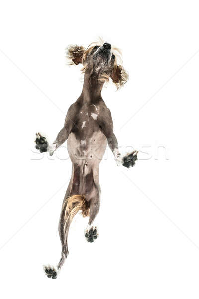 Chinese crested dog in studio Stock photo © bezikus