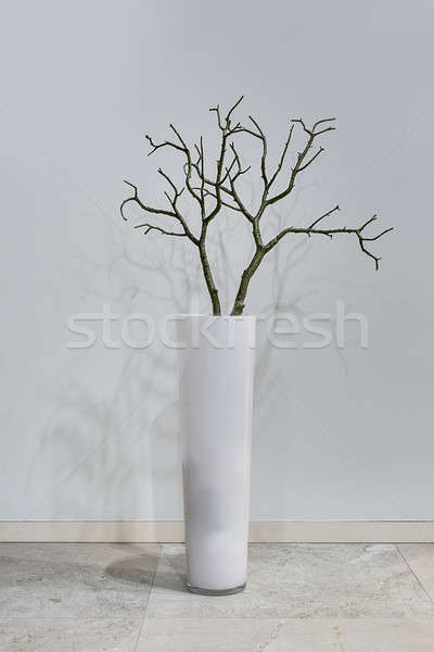 Planta jarrón blanco hojas piso pared Foto stock © bezikus