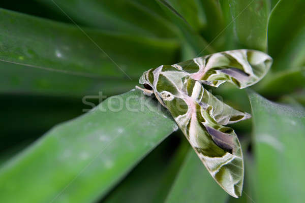 Stock photo: Butterfly close up