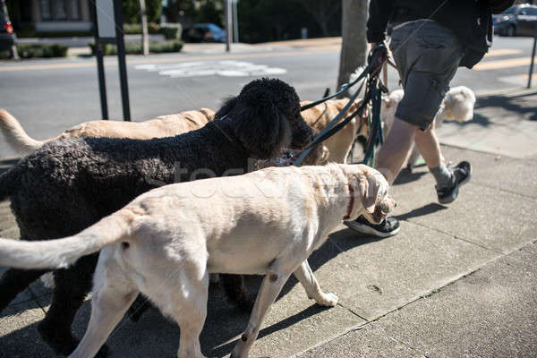 Ragazzo cani esterna uomo piedi pochi Foto d'archivio © bezikus