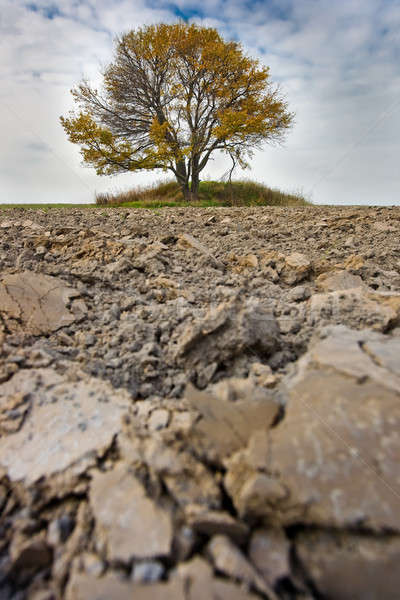 lonely fall tree Stock photo © bezikus