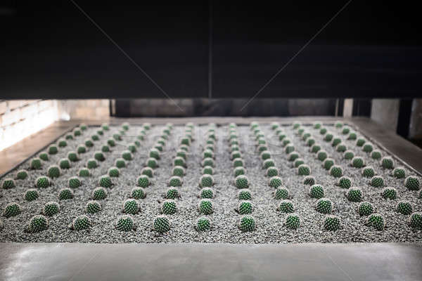 Növekvő kaktusz belső fotó sóder természet Stock fotó © bezikus