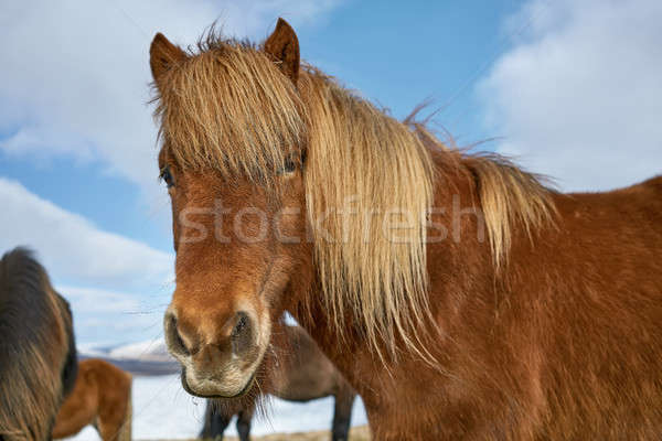 Icelandic horses on field Stock photo © bezikus