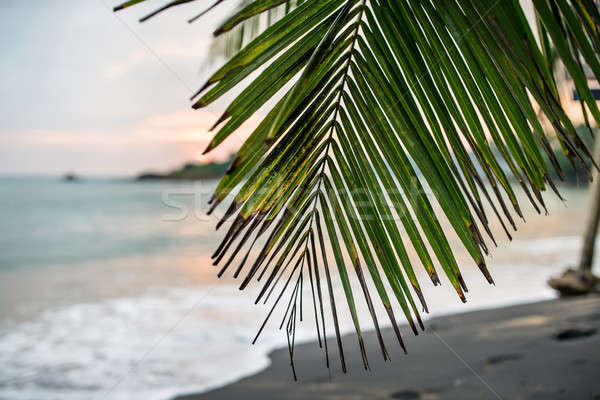 ág pálmafa tengerpart zöld homályos homok Stock fotó © bezikus