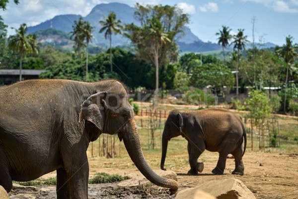 Elefántok park ázsiai elefánt baba zöld Stock fotó © bezikus