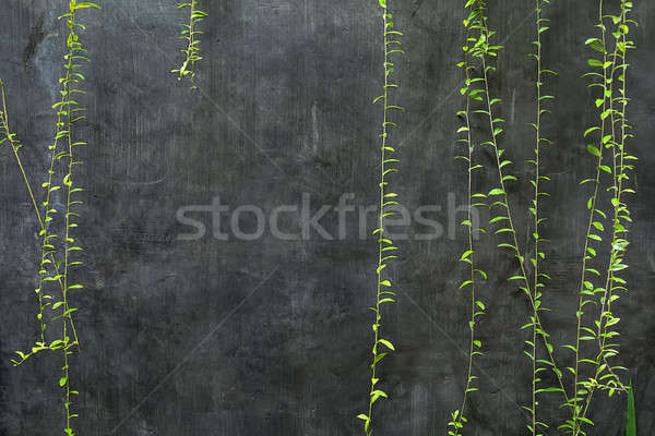 Several hanging lianas Stock photo © bezikus