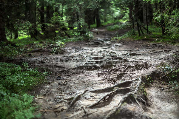 Mysterie rand bos schaduwrijk groene pad Stockfoto © bezikus