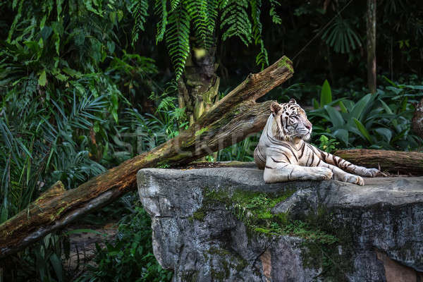 White tiger in zoo Stock photo © bezikus