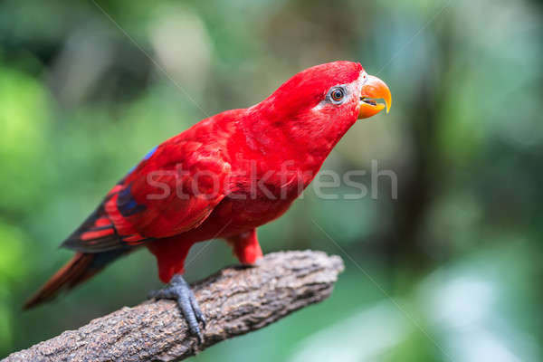 Foto stock: Papagaio · belo · vermelho · jardim · zoológico