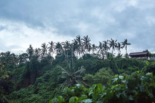 Jungles with small house Stock photo © bezikus