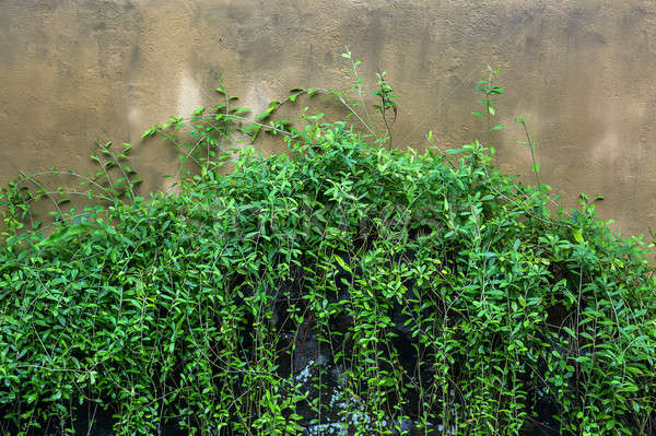 Creeper plant on brown wall Stock photo © bezikus