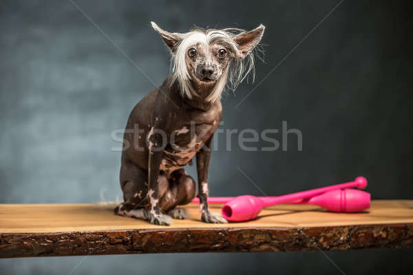 Chinez câine studio destul de doua Imagine de stoc © bezikus