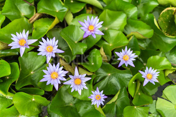 Water lily flowers Stock photo © bezikus