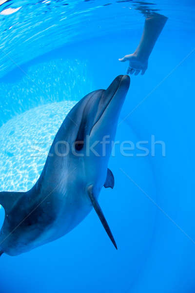 イルカ 水 見える カメラ 海 青 ストックフォト © bezikus