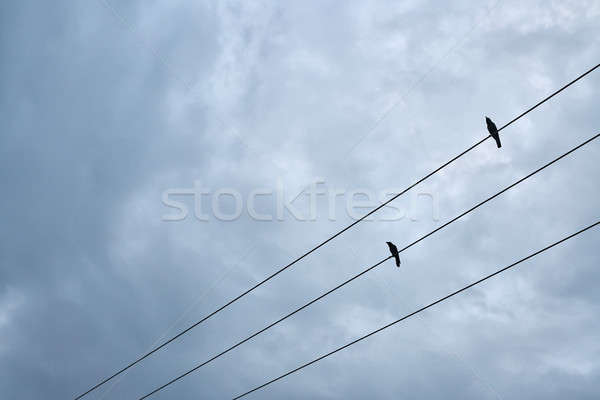 [[stock_photo]]: Noir · oiseaux · séance · électriques · câble · deux
