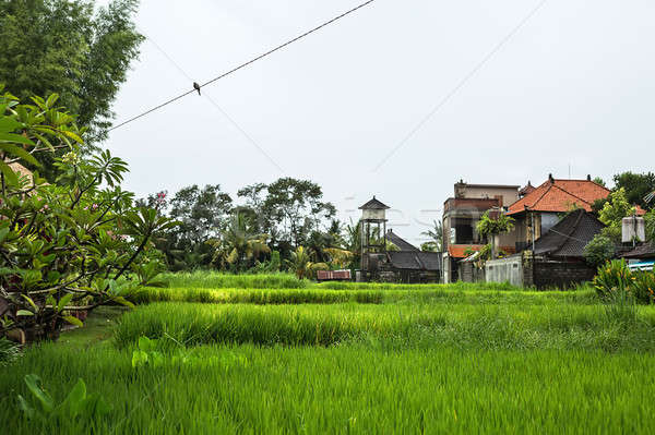 Green landscape with buildings Stock photo © bezikus