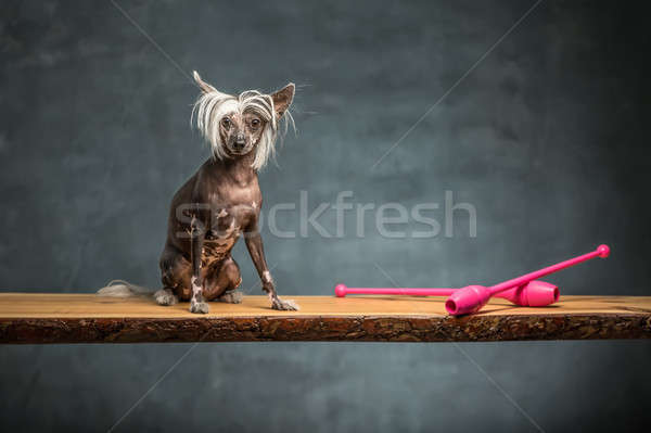 Chinese crested dog in studio Stock photo © bezikus