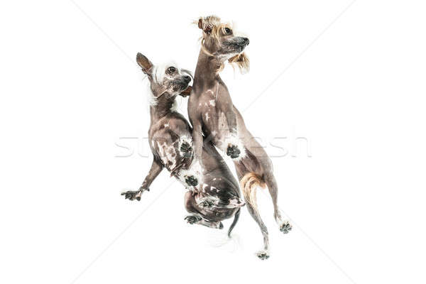 Chinese crested dogs in studio Stock photo © bezikus