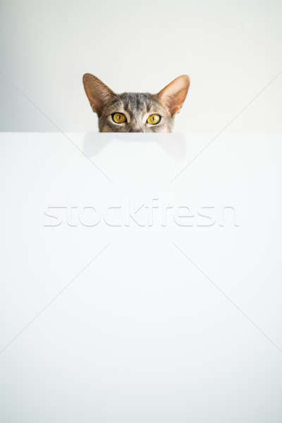 Mały szary kotek portret w górę odizolowany Zdjęcia stock © bezikus