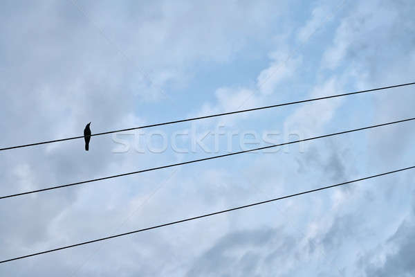 [[stock_photo]]: Noir · oiseau · séance · électriques · câble · solitaire