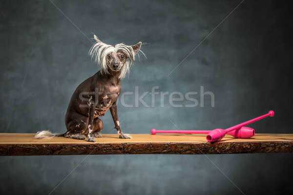 Chinese crested dog in studio Stock photo © bezikus