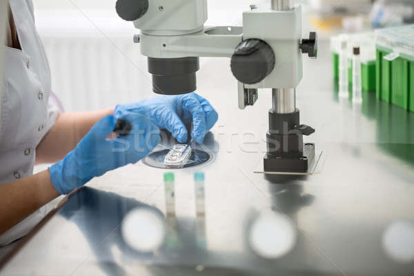 Checking result of in vitro fertilization Stock photo © bezikus