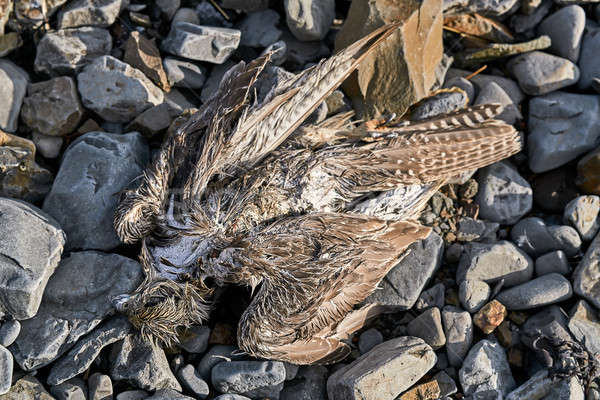Halott madár kövek nap ragyogó közelkép Stock fotó © bezikus