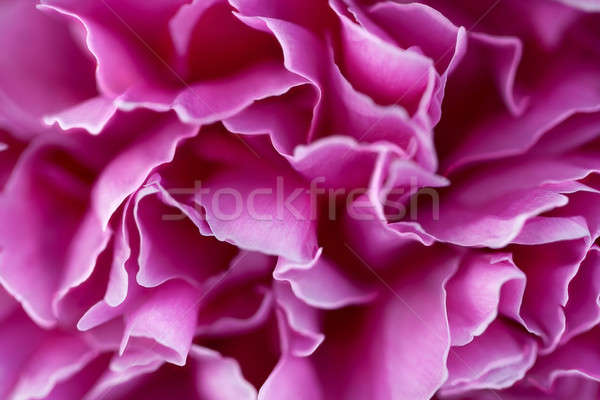 Rózsaszín virág szirmok rózsaszín virágzó közelkép lövöldözés Stock fotó © bezikus
