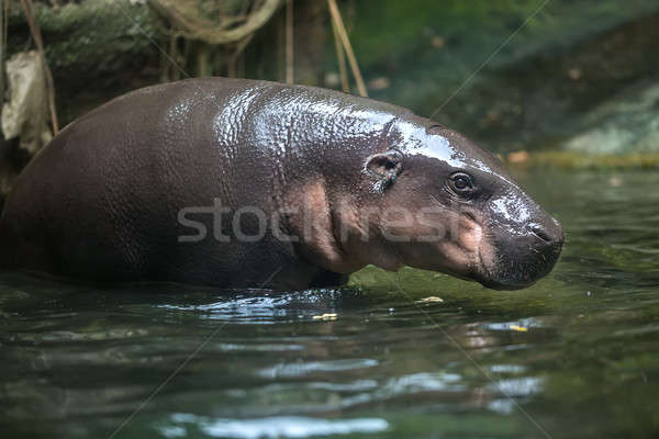 Stockfoto: Baby · nijlpaard · water · weinig · nijlpaard