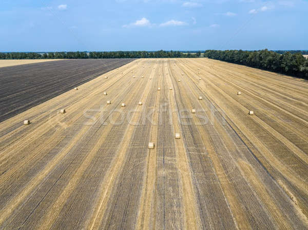Gold field with haystacks Stock photo © bezikus