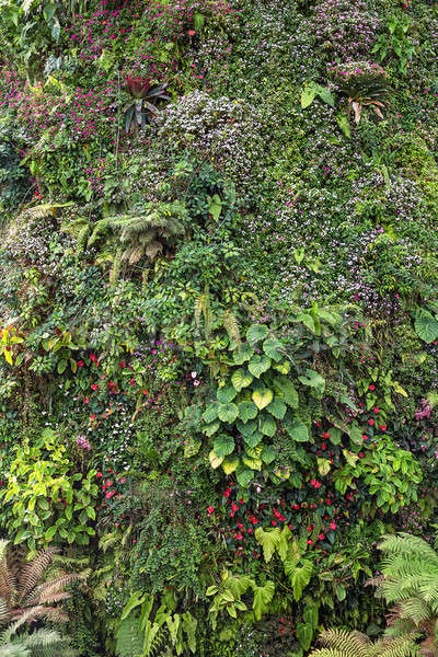 Colorful plants and flowers Stock photo © bezikus