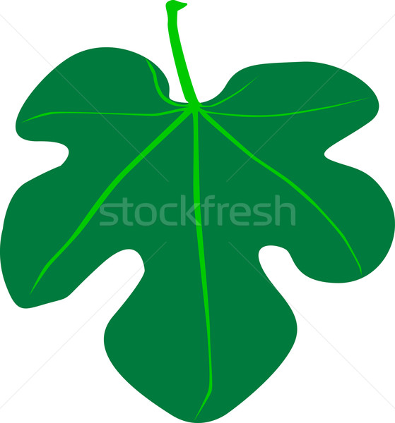 Fig Leaf Stock photo © Bigalbaloo