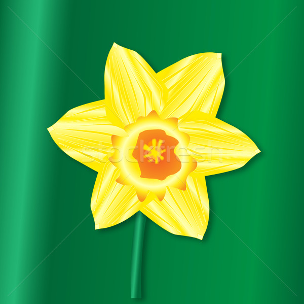 Daffofil Saint Davids Day Stock photo © Bigalbaloo