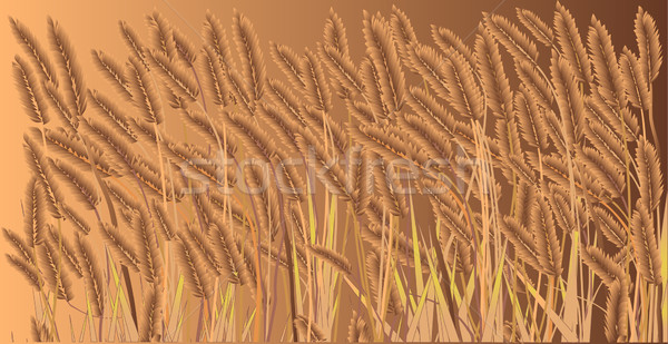 Gewas veld algemeen groeiend bruin achtergrond Stockfoto © Bigalbaloo