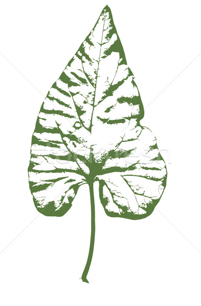 Ivy Stock photo © Bigalbaloo