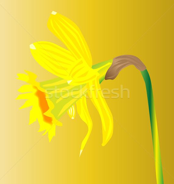 Welsh Daffodil For Saint Davids Day Stock photo © Bigalbaloo