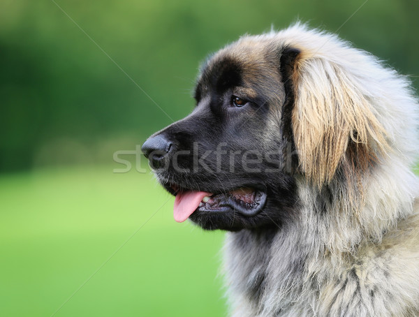 Purebred Leonberger dog Stock photo © bigandt
